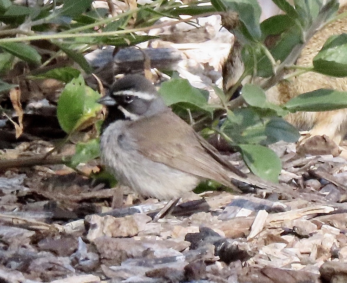 Black-throated Sparrow - Judy McInnis