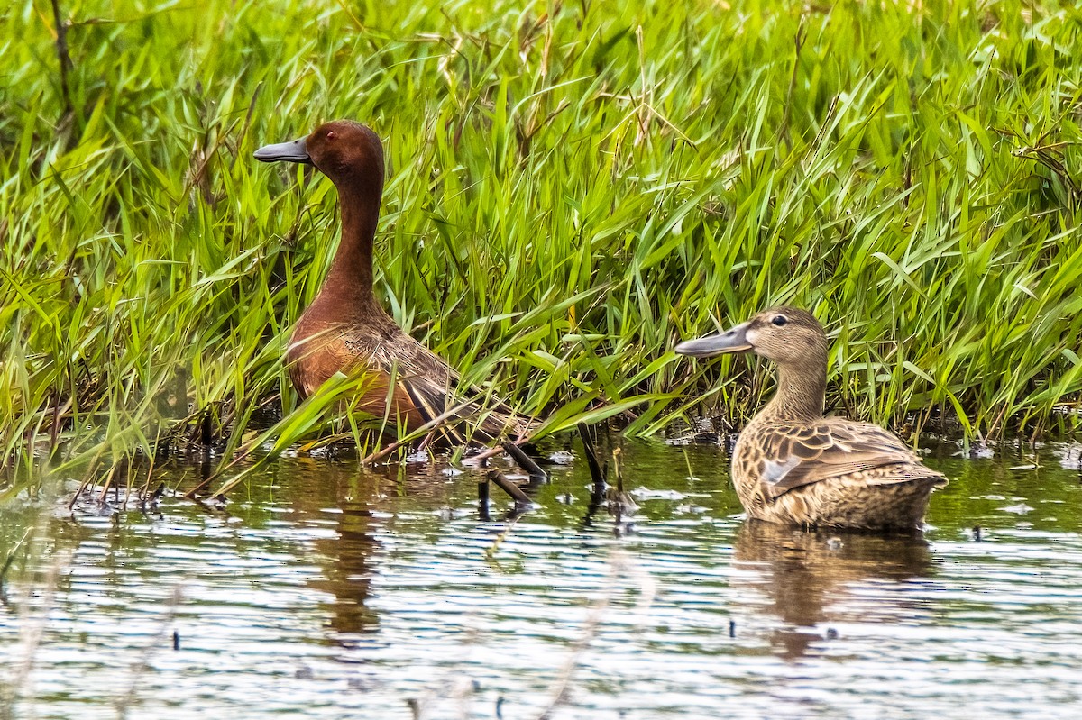 Cinnamon Teal - Vic Hubbard