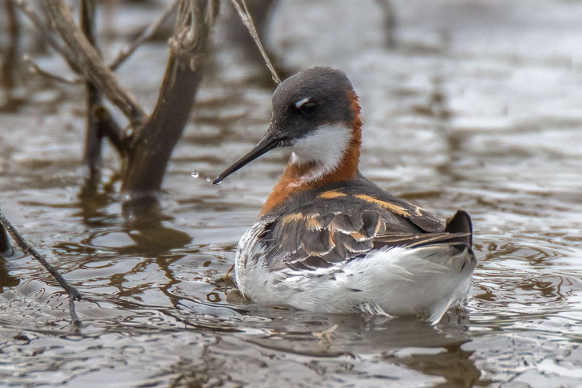 Phalarope à bec étroit - ML450669791