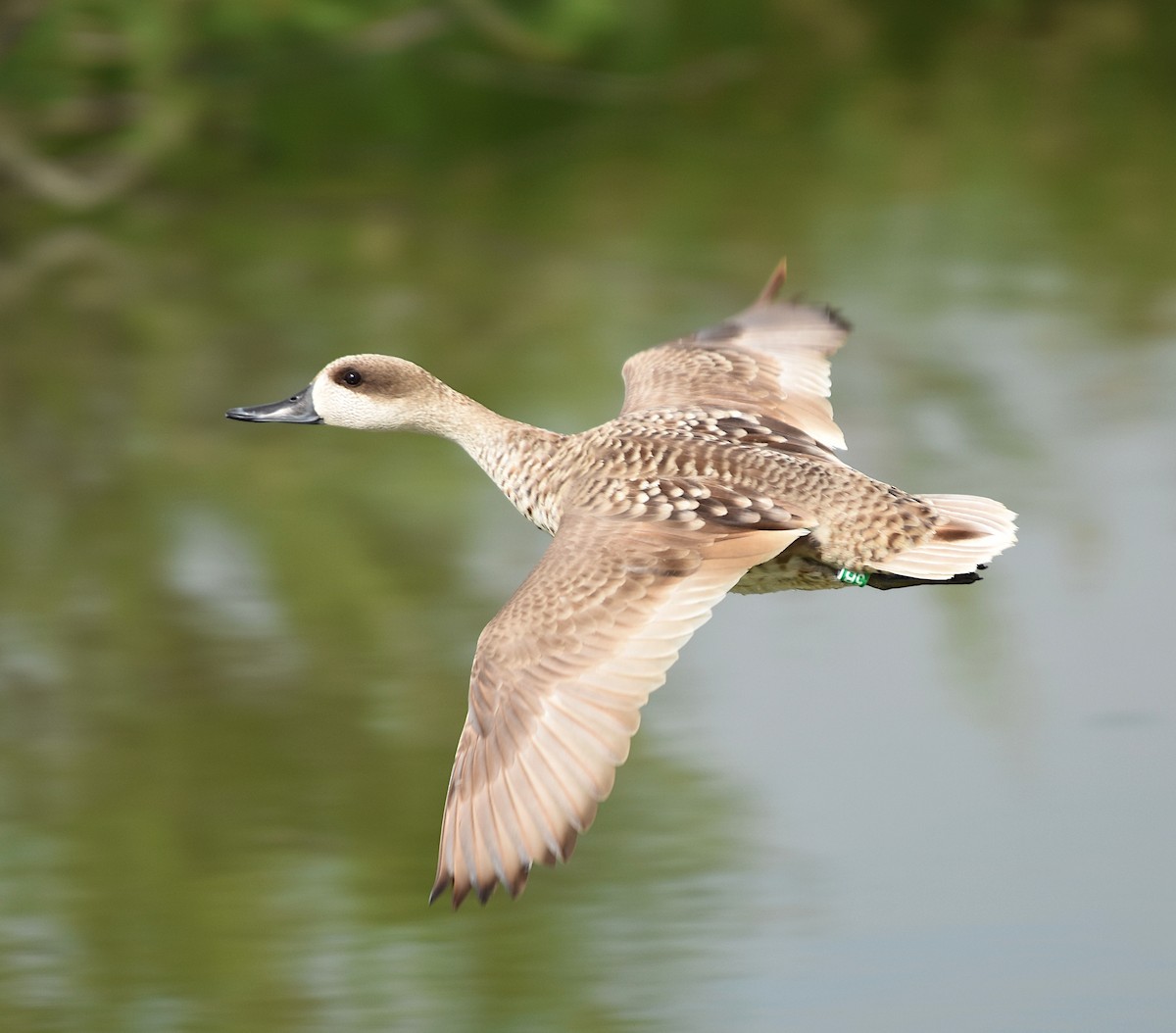 Marbled Duck - ML450671211