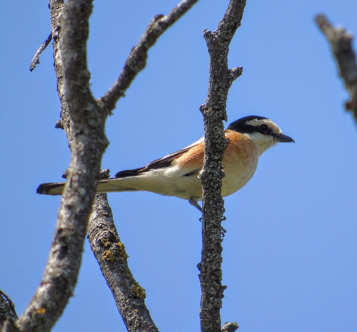 Masked Shrike - ML450672911