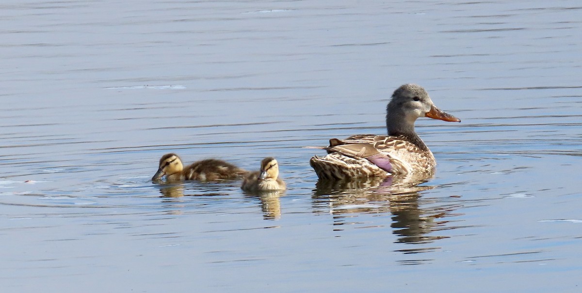 Mallard - ML450674081