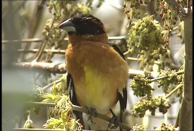 Black-headed Grosbeak - ML450676