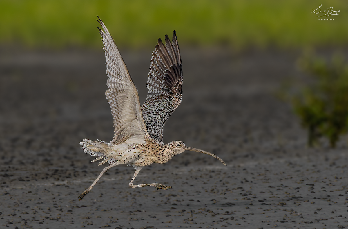 Eurasian Curlew - ML450676371