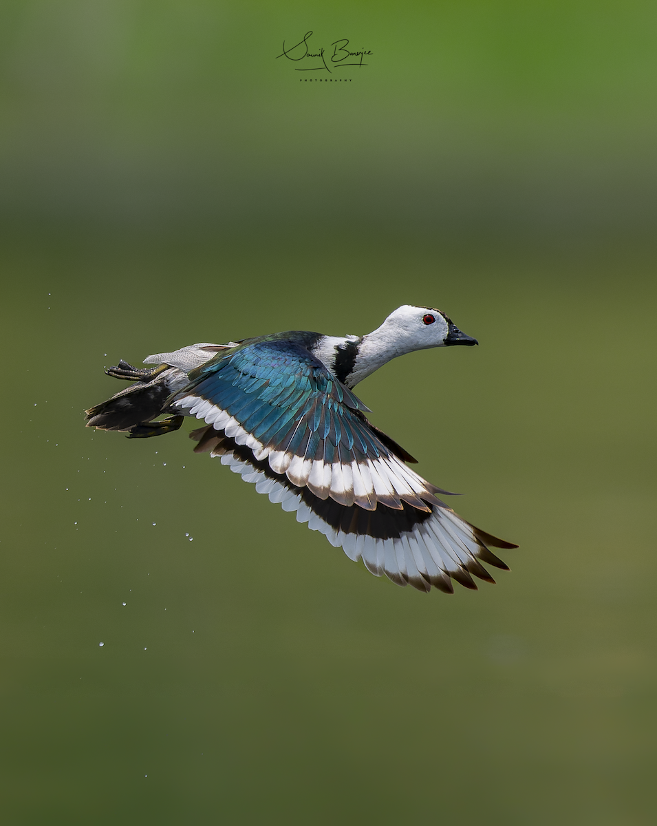 Cotton Pygmy-Goose - Sourik Banerjee