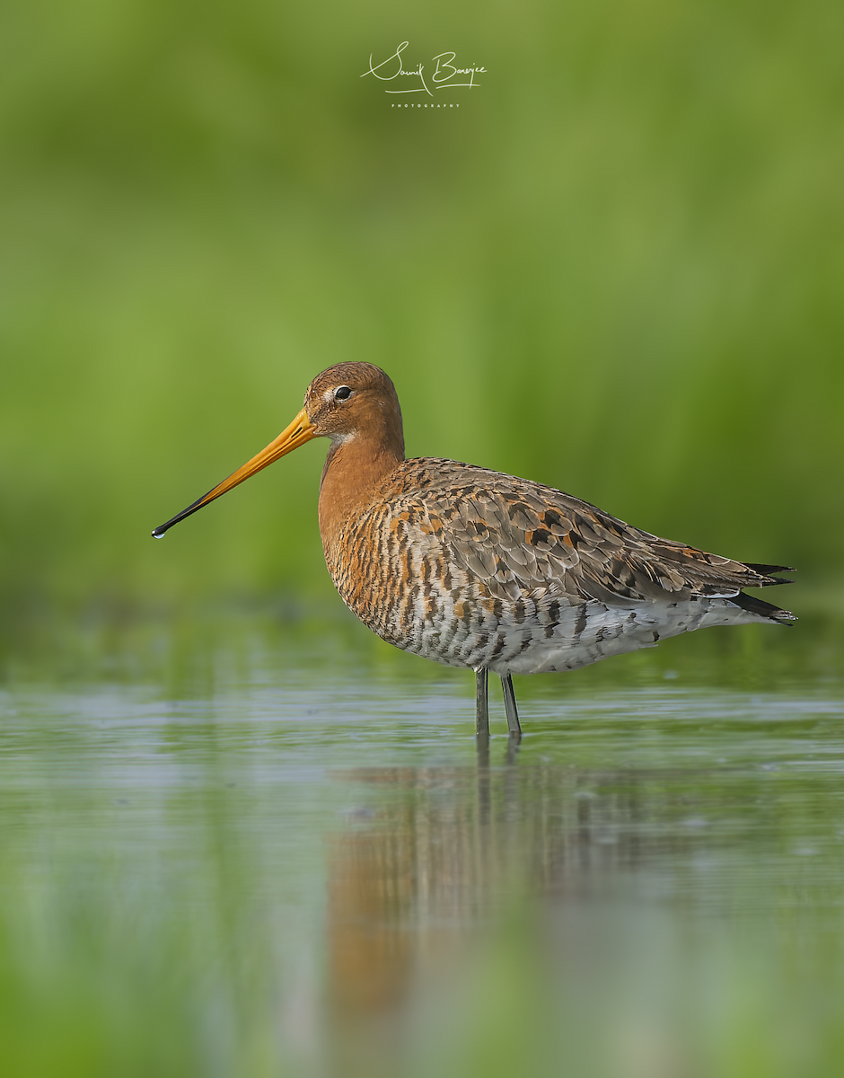 Black-tailed Godwit - ML450678601