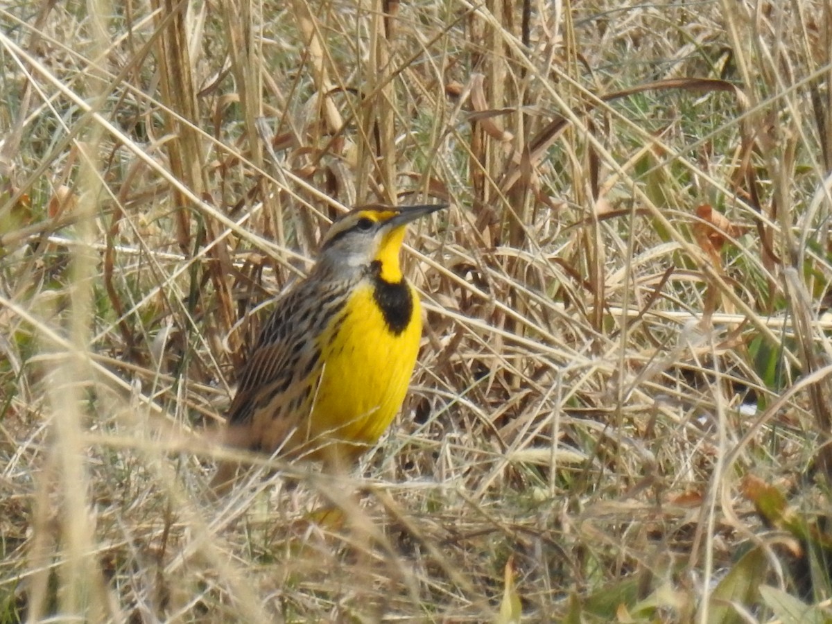 Eastern Meadowlark - ML45067871