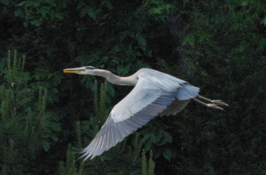 Great Blue Heron - ML450679181