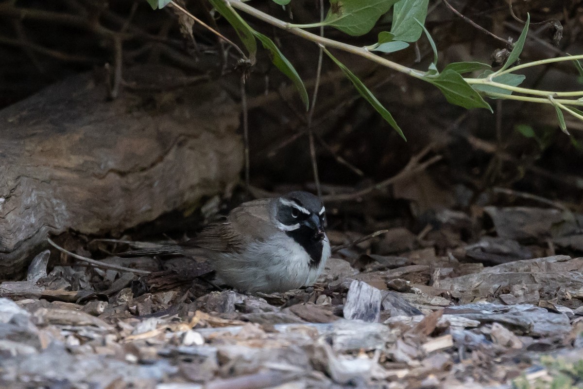 Black-throated Sparrow - Christie Sweeney