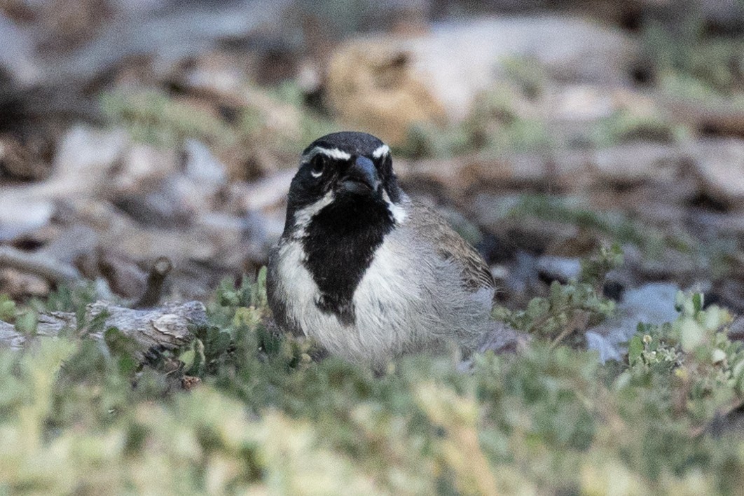 Black-throated Sparrow - Christie Sweeney