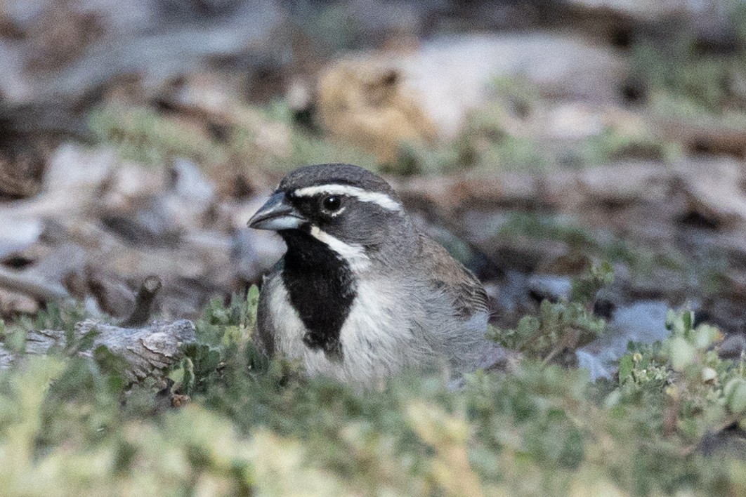 Black-throated Sparrow - Christie Sweeney