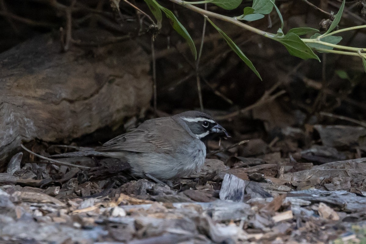 Black-throated Sparrow - Christie Sweeney