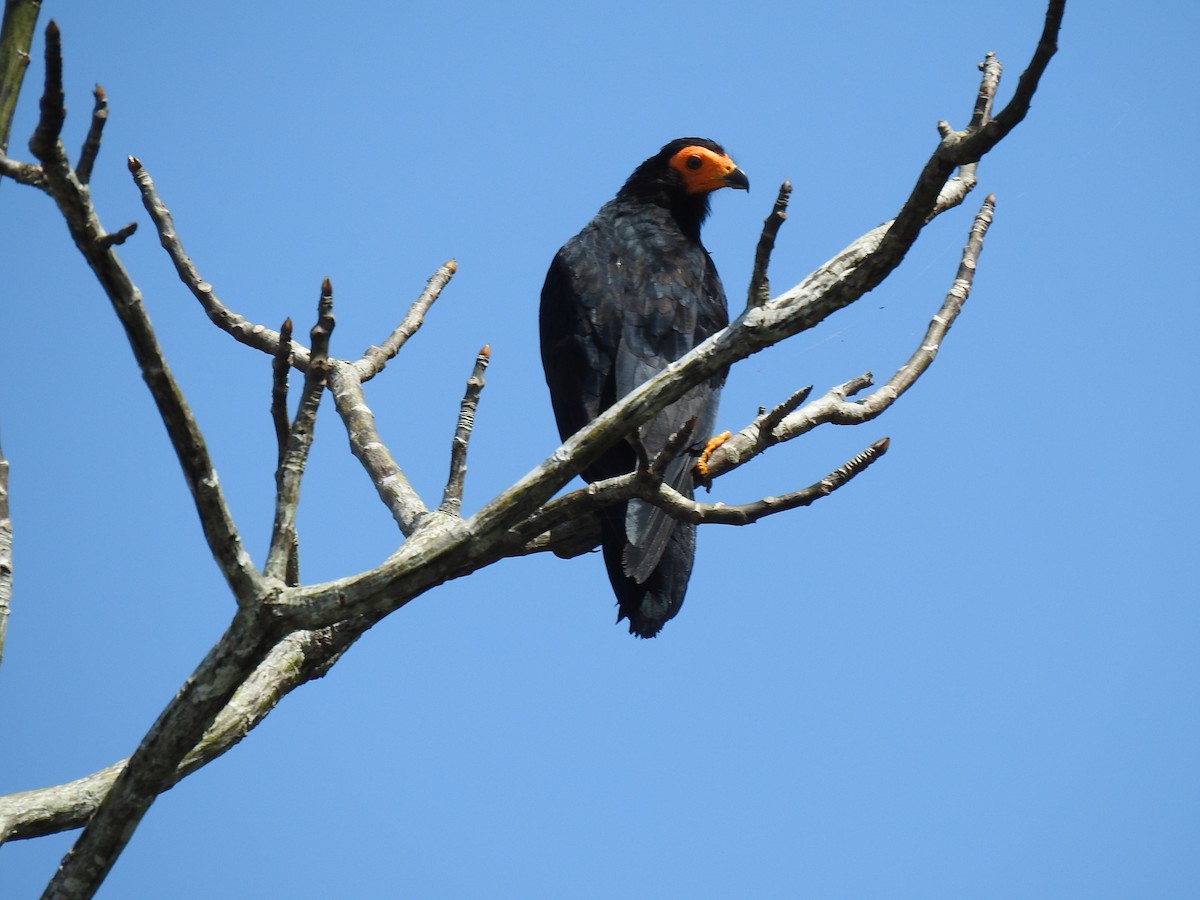 Black Caracara - Justin Harris