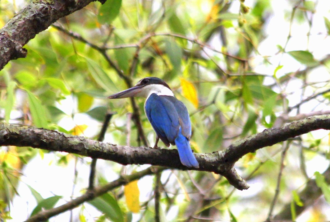 Collared Kingfisher - Zenifar Azmiri