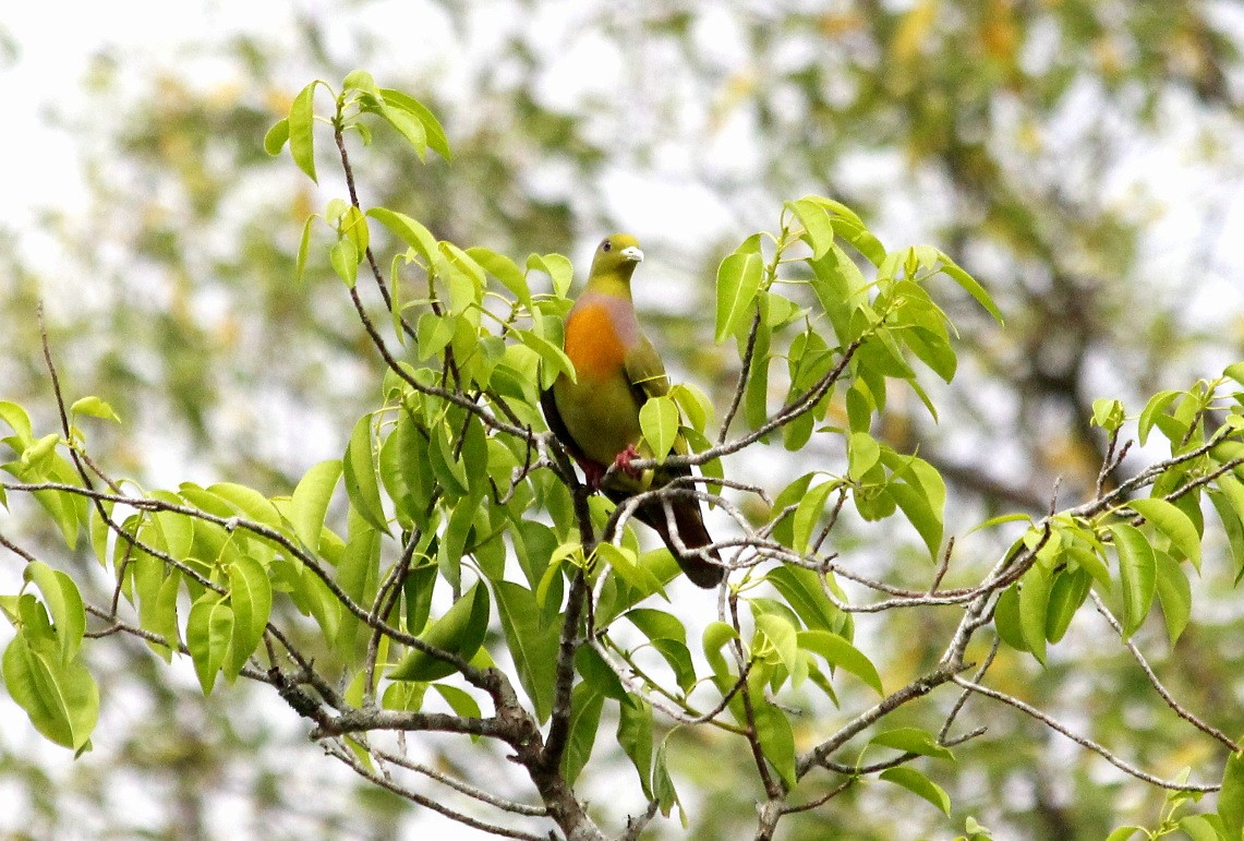 Orange-breasted Green-Pigeon - Zenifar Azmiri