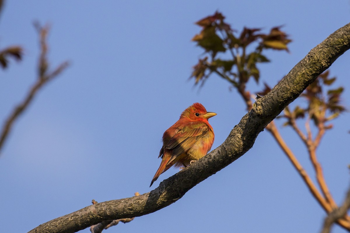 Summer Tanager - Simon Lane