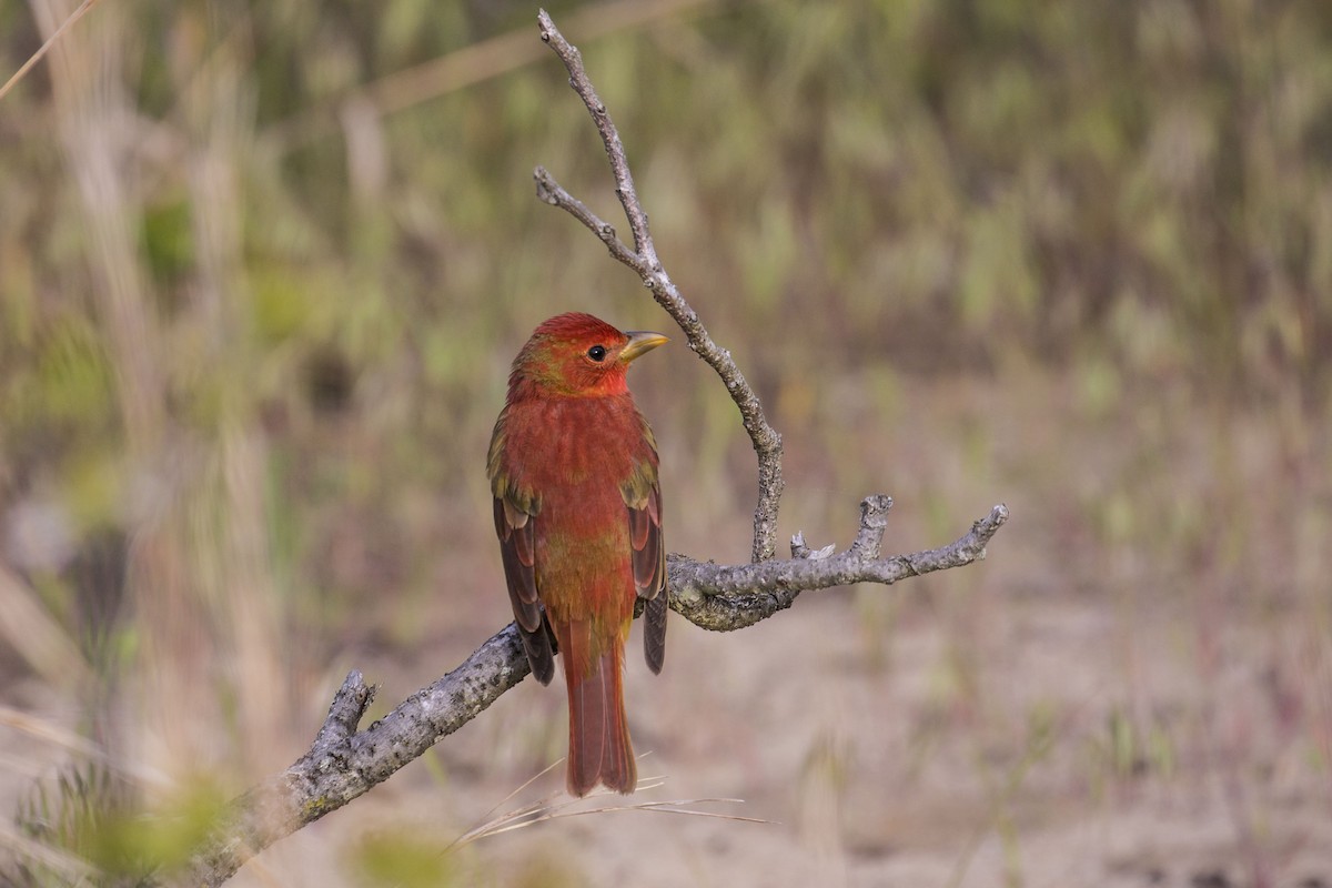 Summer Tanager - ML450683721