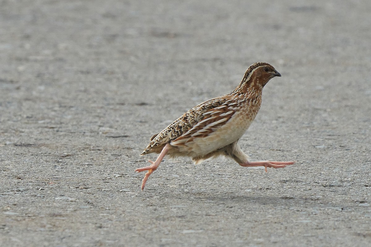 Common Quail - ML450684421