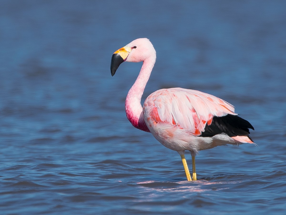 Andean Flamingo - Claudio Martin