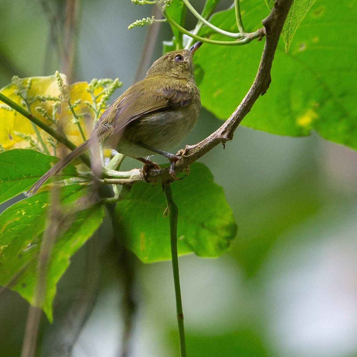 Prinia Rabilarga - ML450685281