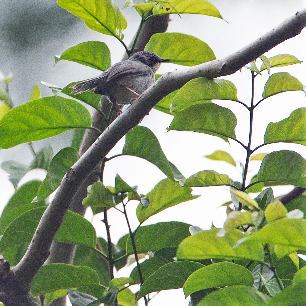 Prinia Gorjiblanca - ML450685981