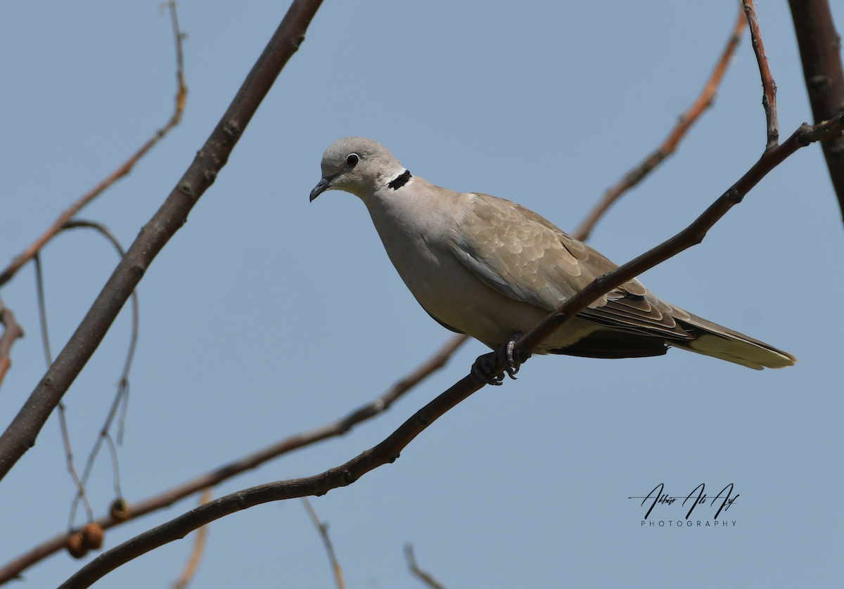 Eurasian Collared-Dove - ML450686741