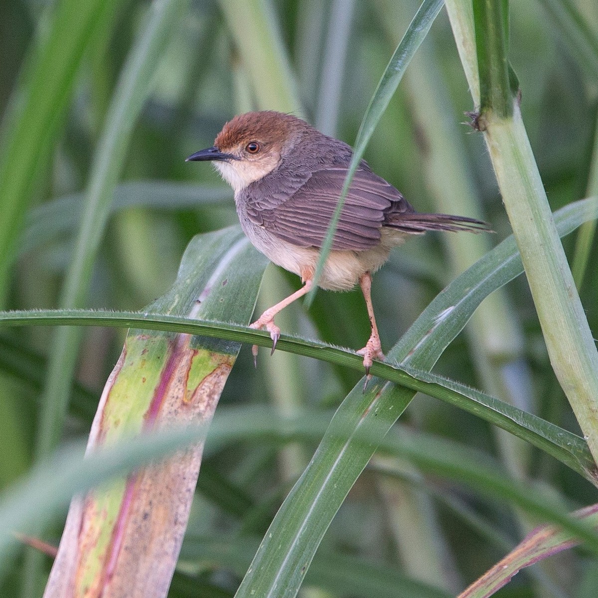 Chattering Cisticola - Werner Suter