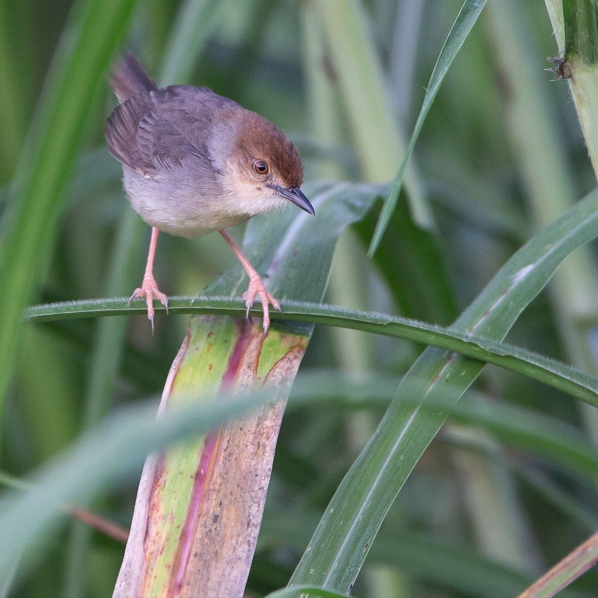 Chattering Cisticola - ML450687141