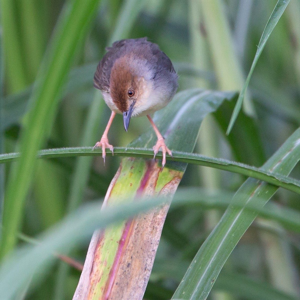 Chattering Cisticola - ML450687201