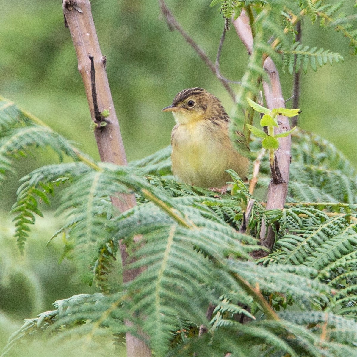 Pectoral-patch Cisticola - ML450687731