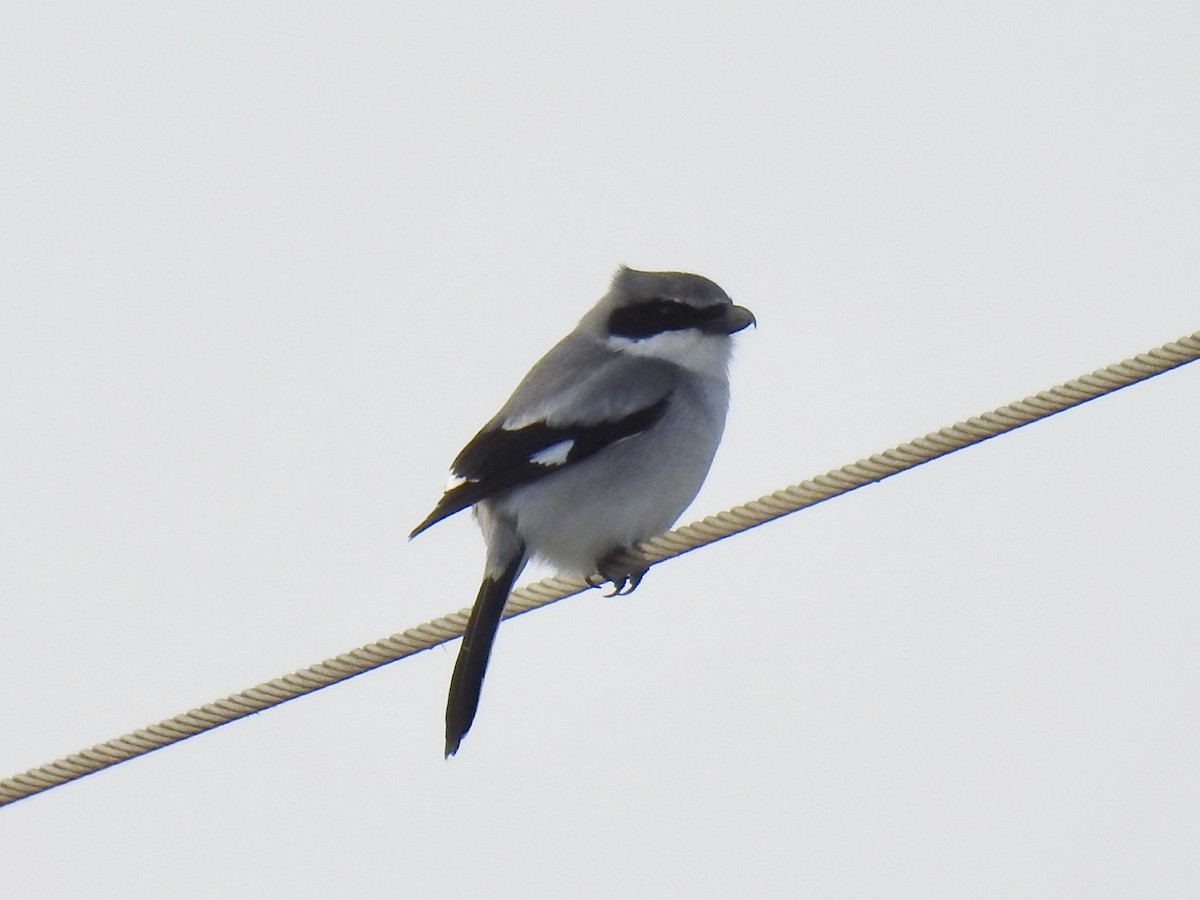Loggerhead Shrike - ML45068961