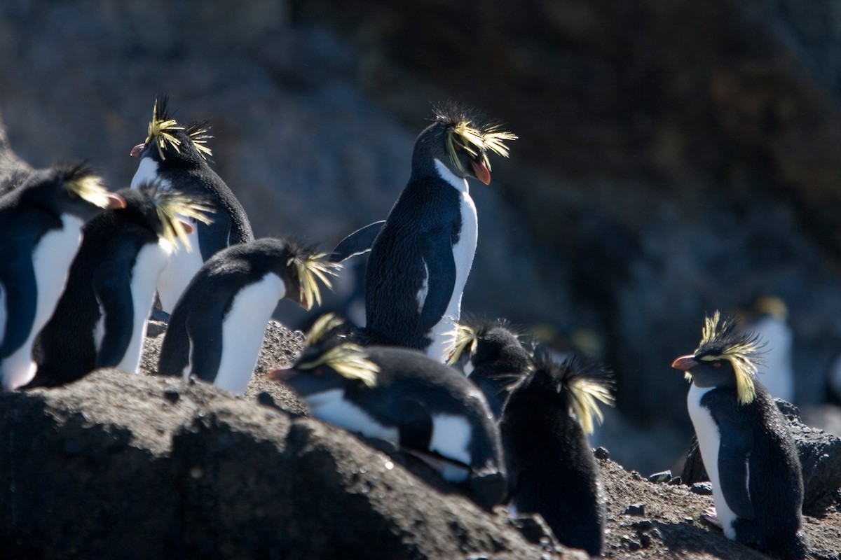 Pingüino Saltarrocas Septentrional - ML45069011