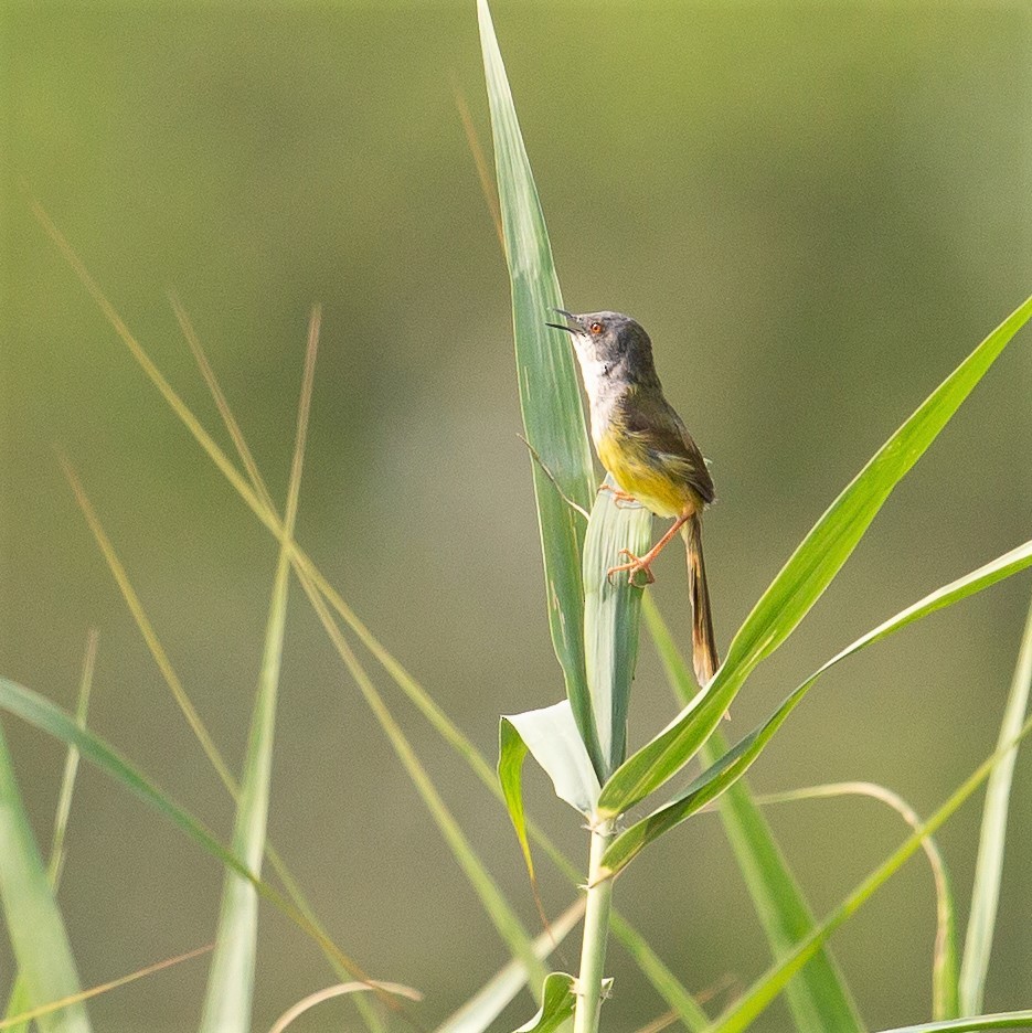 Yellow-bellied Prinia - Werner Suter