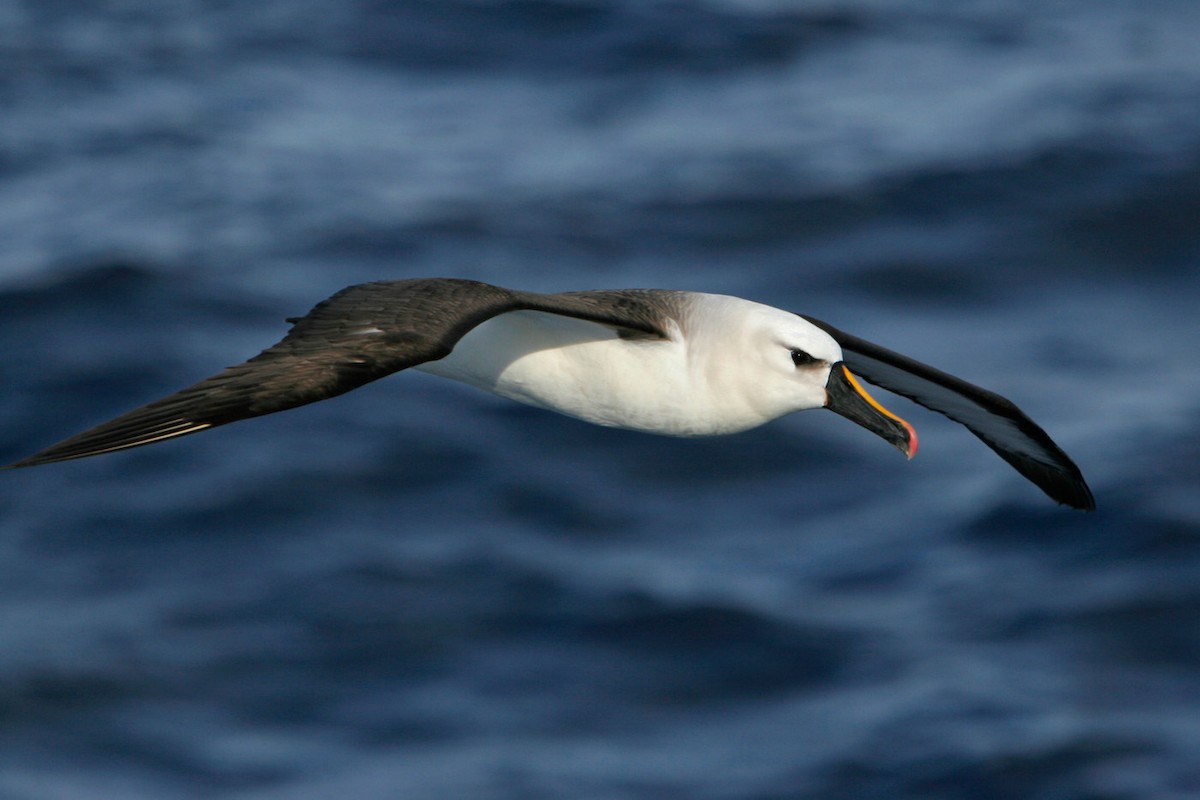 Atlantic Yellow-nosed Albatross - ML45069031