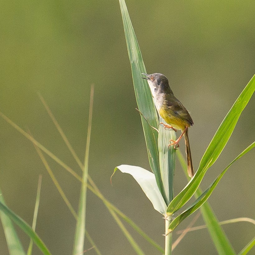 Yellow-bellied Prinia - Werner Suter