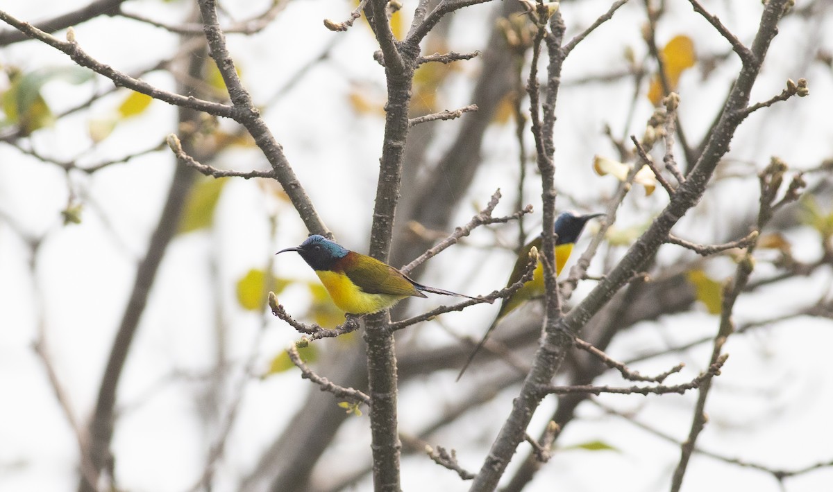 Green-tailed Sunbird - ML450690501