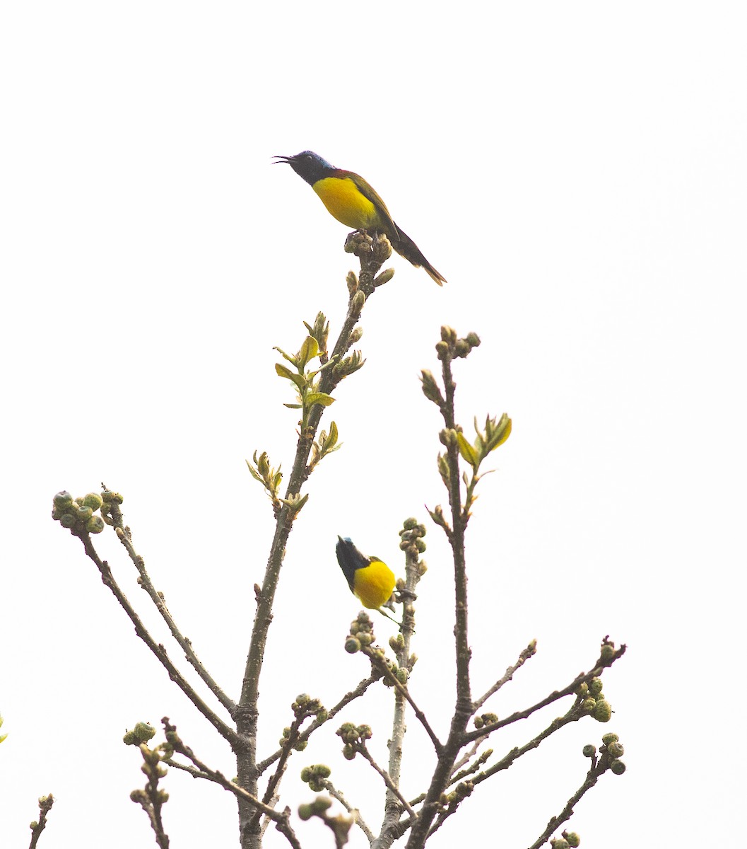 Green-tailed Sunbird - Chandrika Khirani