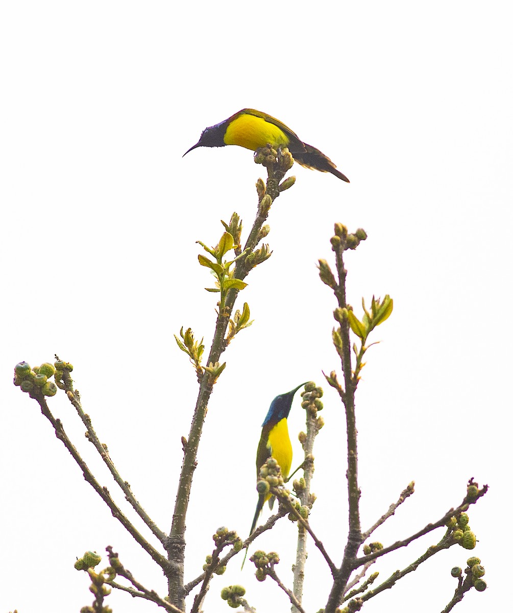 Green-tailed Sunbird - ML450690531