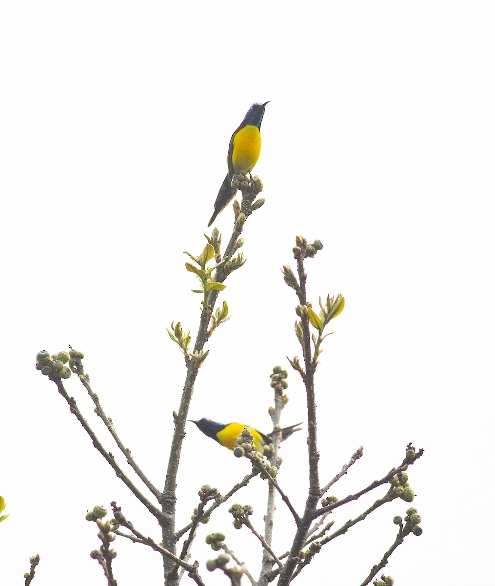 Green-tailed Sunbird - Chandrika Khirani