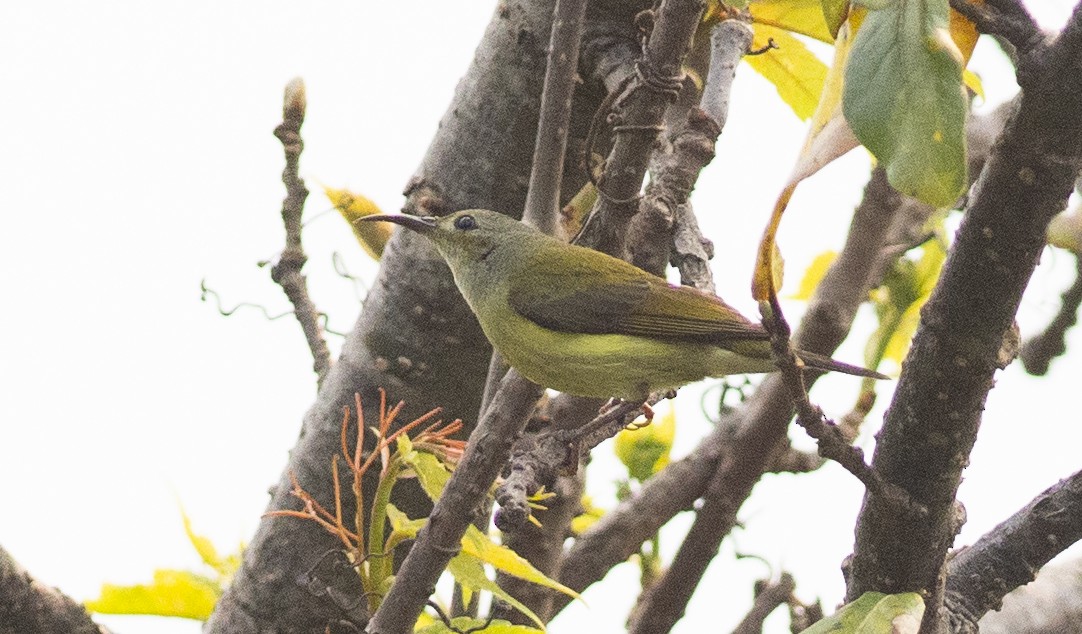 Green-tailed Sunbird - ML450690571