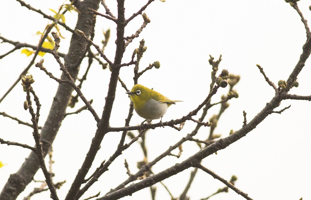 Indian White-eye - ML450690651