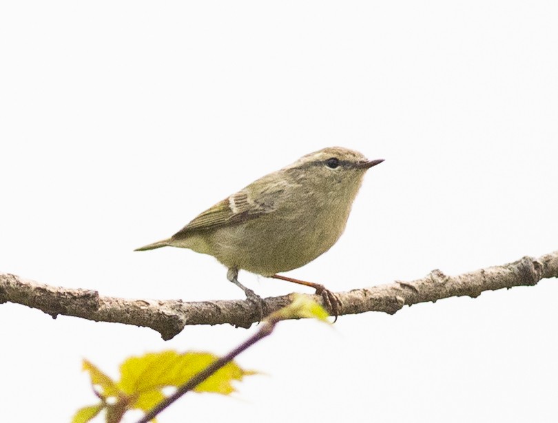 Hume's Warbler - ML450690691