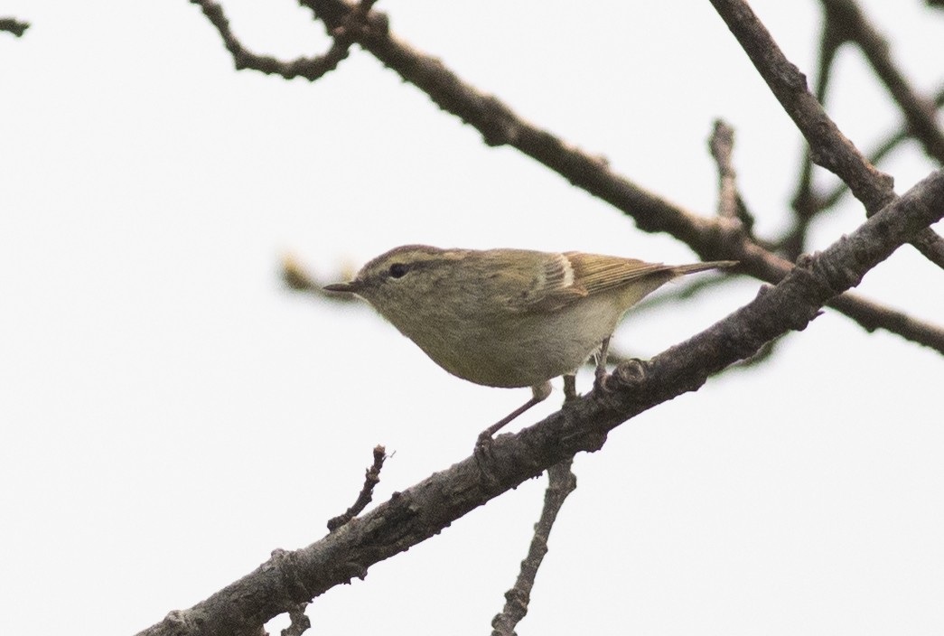 Hume's Warbler - ML450690701