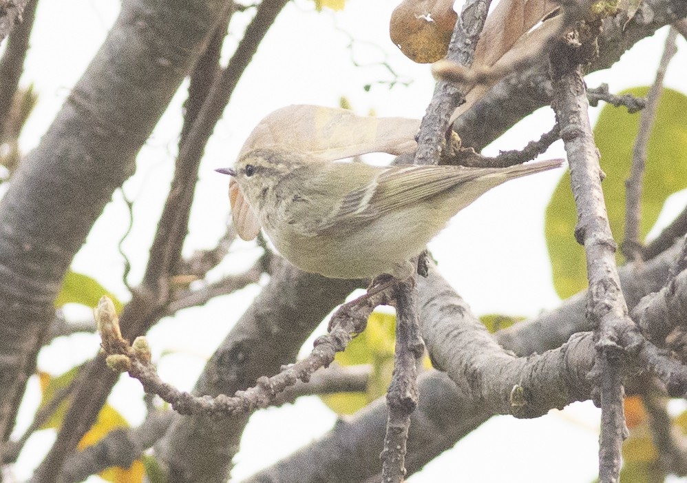 Hume's Warbler - ML450690721