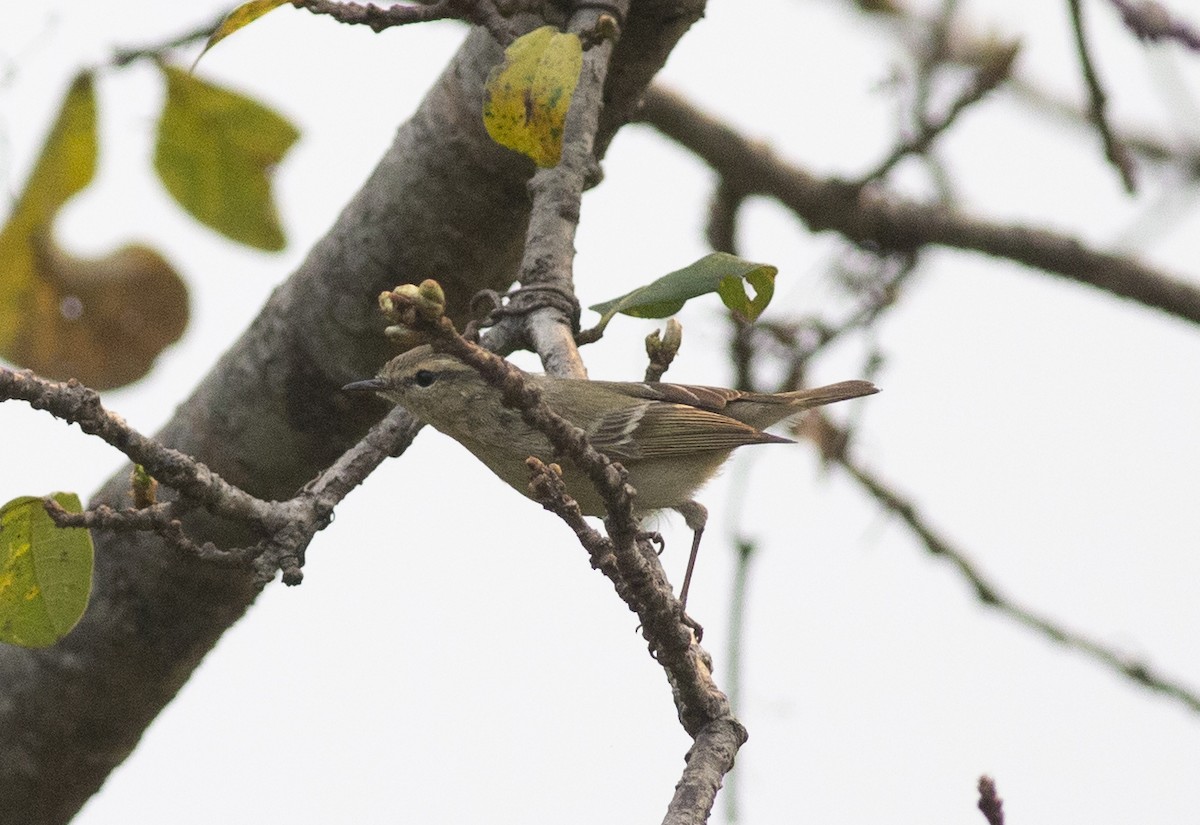 Hume's Warbler - ML450690731