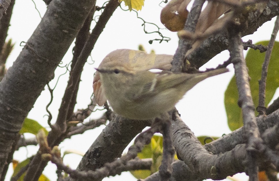 Hume's Warbler - ML450690741