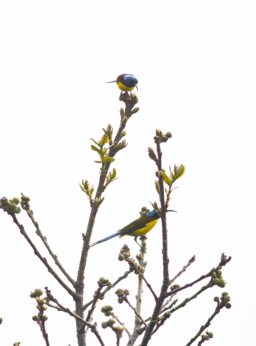 Green-tailed Sunbird - ML450690811