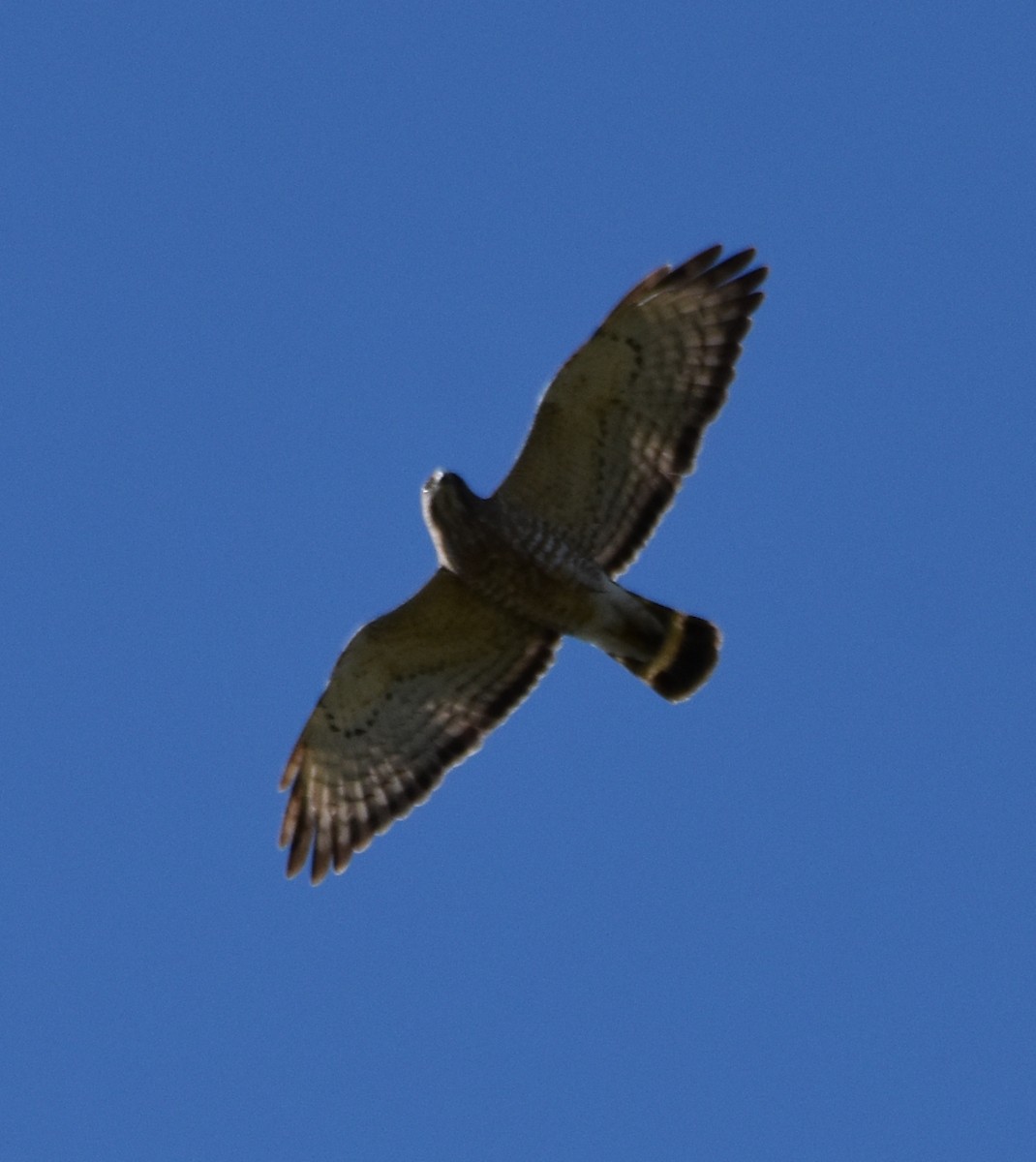 Broad-winged Hawk - ML450690881