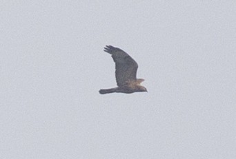 Buteo sp. - ML450691521