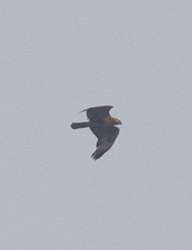 Buteo sp. - ML450691531